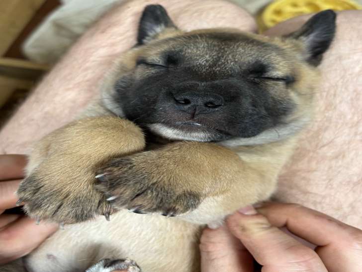 Adorables chiots croisés Bully à réserver