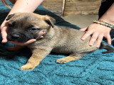 Adorables chiots croisés Bully à réserver