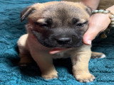 Adorables chiots croisés Bully à réserver