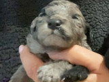 Chiots Caniche Nain blue merle à vendre