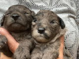 Chiots Caniche Nain blue merle à vendre