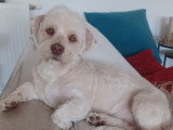 Mâle Bichon Havanais disponible pour saillie