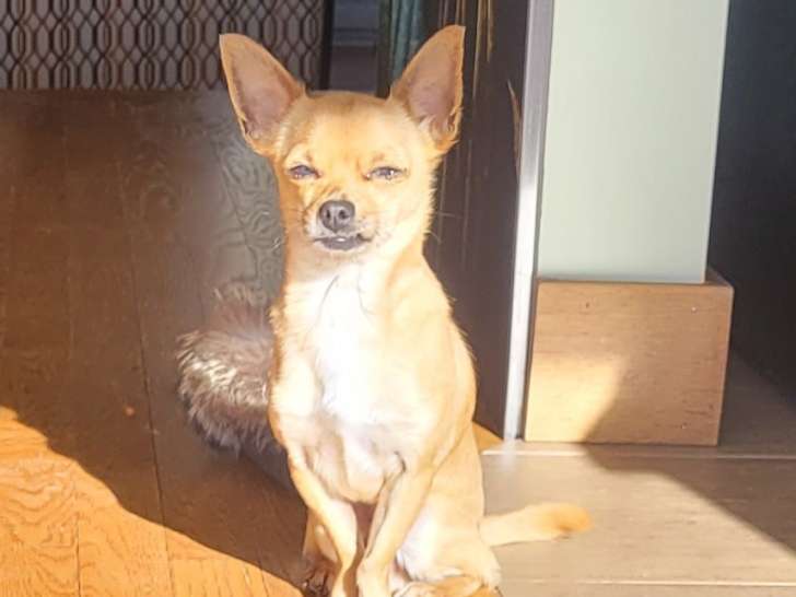 Chihuahua miniature à vendre