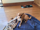 Chihuahua miniature à vendre