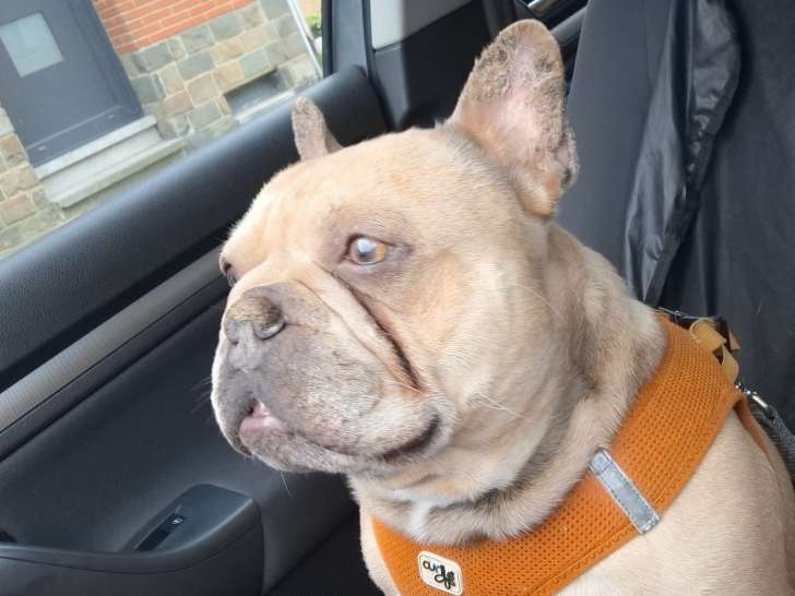 Chien adulte de race Bouledogue Français mâle à donner