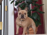 Chien adulte de race Bouledogue Français mâle à donner