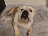 Chienne Bouledogue Anglais LOF à vendre