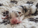 Femelle bleu merle