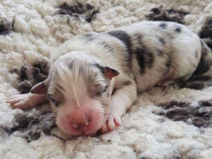Femelle bleu merle