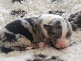 Male bleu merle