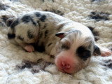 Femelle bleu merle