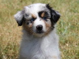 Femelle bleu merle queue longue, yeux bleu