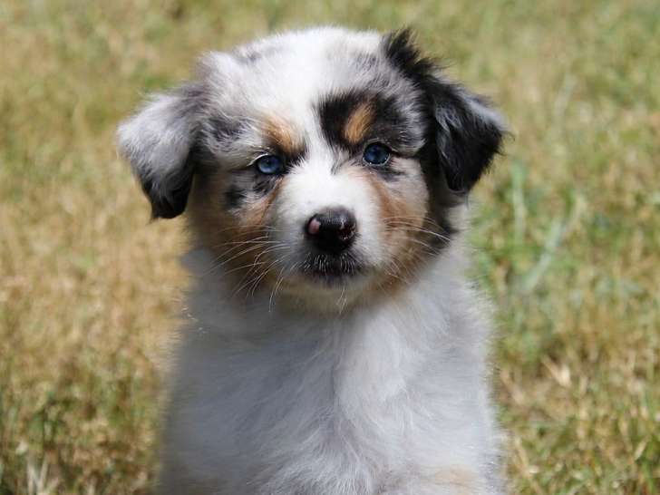 Femelle bleu merle queue longue, yeux bleu