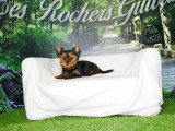 Chiot Yorkshire mâle noir et feu à vendre non LOF, né en février 2026