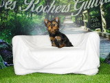 Chiot Yorkshire mâle noir et feu à vendre non LOF, né en février 2026