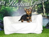 Chiot Yorkshire mâle noir et feu à vendre non LOF, né en février 2026