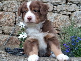 4 chiots Berger Américain Miniature LOF nés en mars 2026 en vente