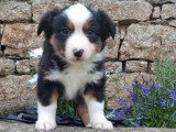 4 chiots Berger Américain Miniature LOF nés en mars 2026 en vente