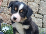 4 chiots Berger Américain Miniature LOF nés en mars 2026 en vente