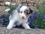 4 chiots Berger Américain Miniature LOF nés en mars 2026 en vente