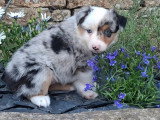 4 chiots Berger Américain Miniature LOF nés en mars 2026 en vente