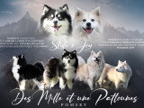 Superbes chiots Pomsky F2 avec pedigree à réserver