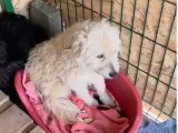 Lady Sunshine, chienne douce à adopter en association