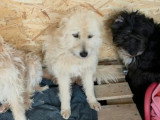 Lady Sunshine, chienne douce à adopter en association