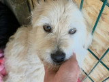 Lady Sunshine, chienne douce à adopter en association