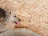 Lady Sunshine, chienne douce à adopter en association