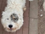 Oslo, gentil chien à adopter en association