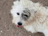Oslo, gentil chien à adopter en association