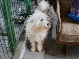 Oslo, gentil chien à adopter en association