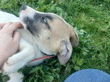 Barney, chiot mâle à adopter en association
