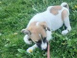 Barney, chiot mâle à adopter en association