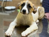 Barney, chiot mâle à adopter en association