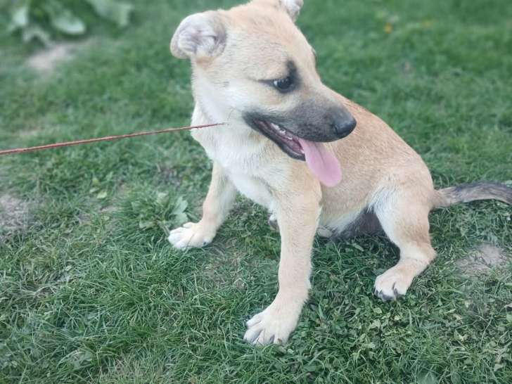 Mike, chiot plein de vie à adopter en association