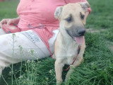 Mike, chiot plein de vie à adopter en association