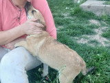Mike, chiot plein de vie à adopter en association