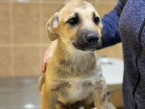 Mike, chiot plein de vie à adopter en association