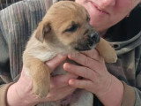 Mike, chiot plein de vie à adopter en association
