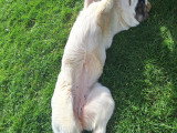 Chiot femelle à vendre