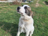 Chiot femelle à vendre