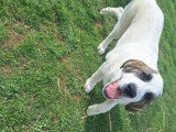 Chiot femelle à vendre