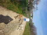 Chiot femelle à vendre