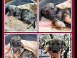 En attente d'un foyer : chiot mâle de 6 mois au pelage tricolore