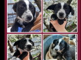 À accueillir : chiot femelle de 6 mois au pelage noir et blanc