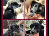 En attente d'adoption : chiot femelle de 6 mois au pelage noir et blanc