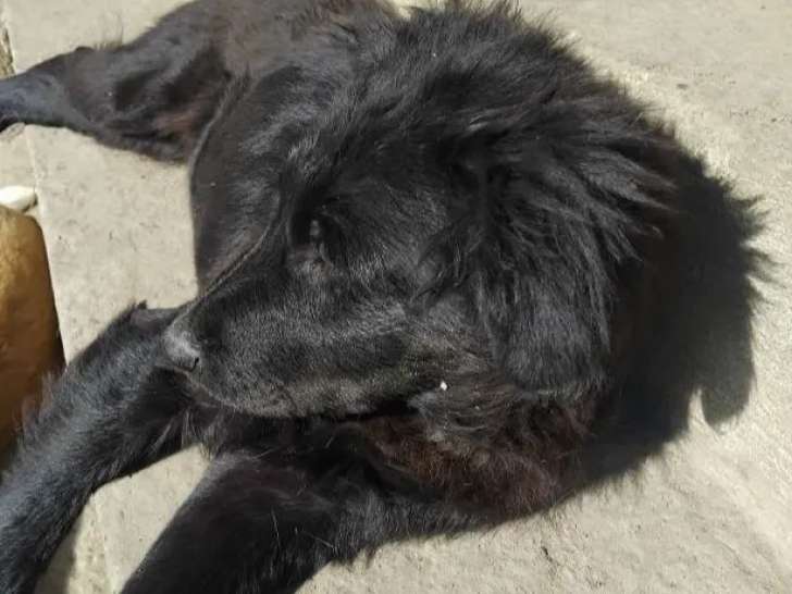 Prêt pour l'adoption : chiot femelle de 6 mois