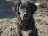 À la recherche d'une famille : chiot femelle de 6 mois